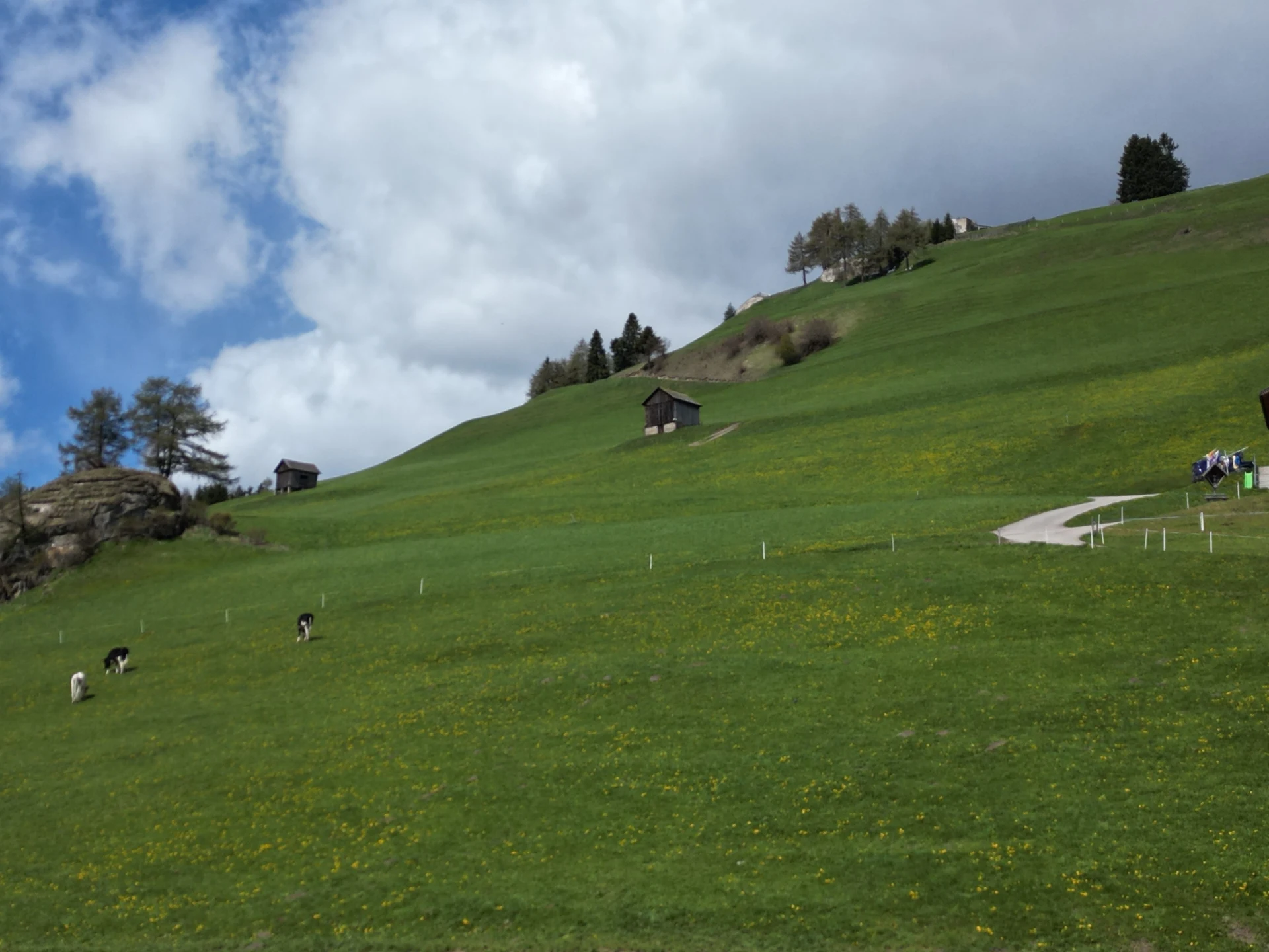 Ruhige Bergwiese mit weidenden Kühen oberhalb des Hofes